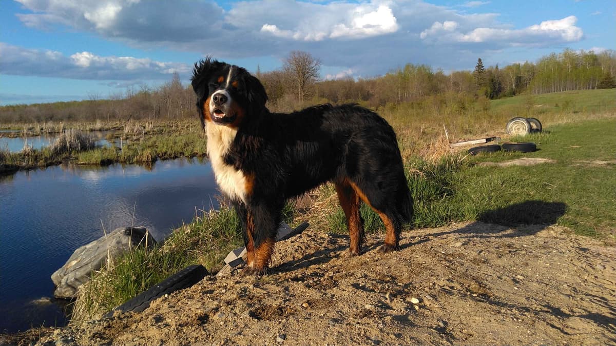 Bernese Mountain Dog Puppies breeder image 15