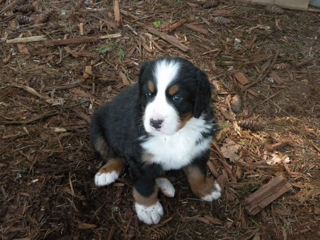 Bernese Mountain Dog Puppies media 2