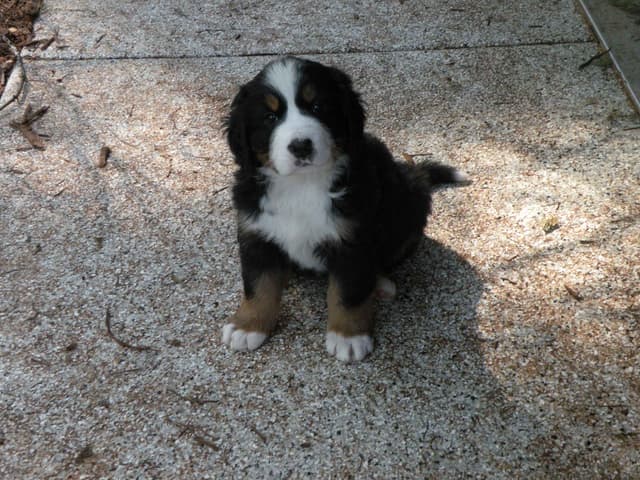Bernese Mountain Dog Puppies media 3