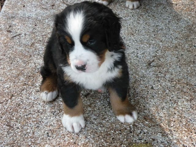 Bernese Mountain Dog Puppies media 4
