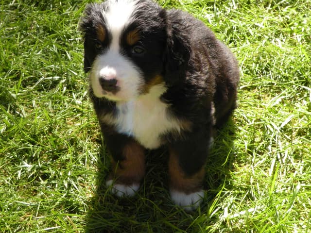 Bernese Mountain Dog Puppies media 6