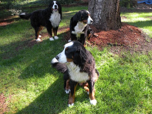 Bernese Mountain Dog Puppies media 7