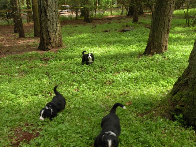 Bernese Mountain Dog Puppies media 8