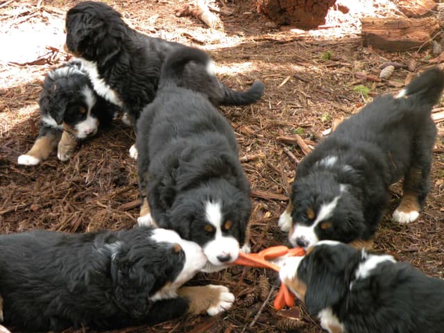 Bernese Mountain Dog Puppies media 9