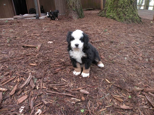 Bernese Mountain Dog Puppies media 11
