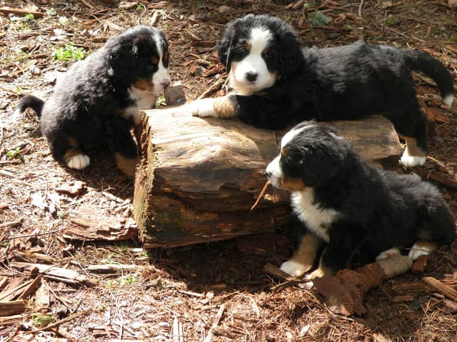 Bernese Mountain Dog Puppies media 12