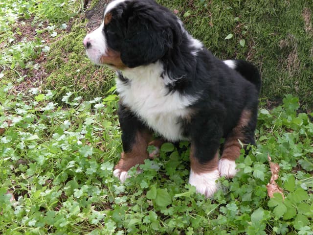 Bernese Mountain Dog Puppies media 13