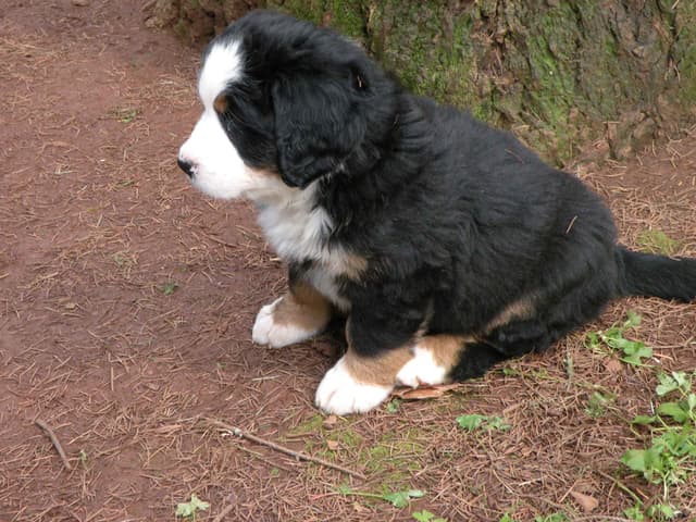 Bernese Mountain Dog Puppies media 14
