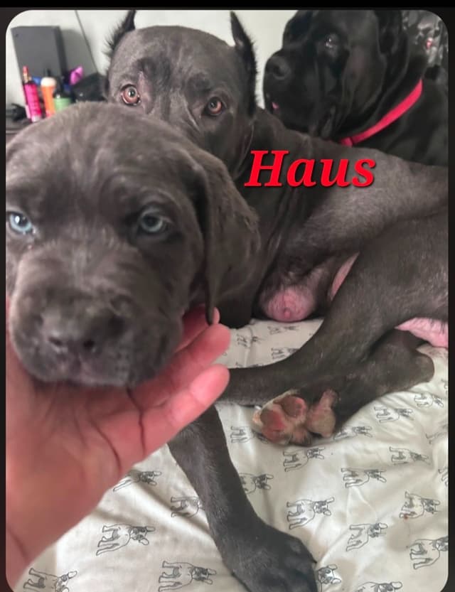Cane Corso Puppies media 3