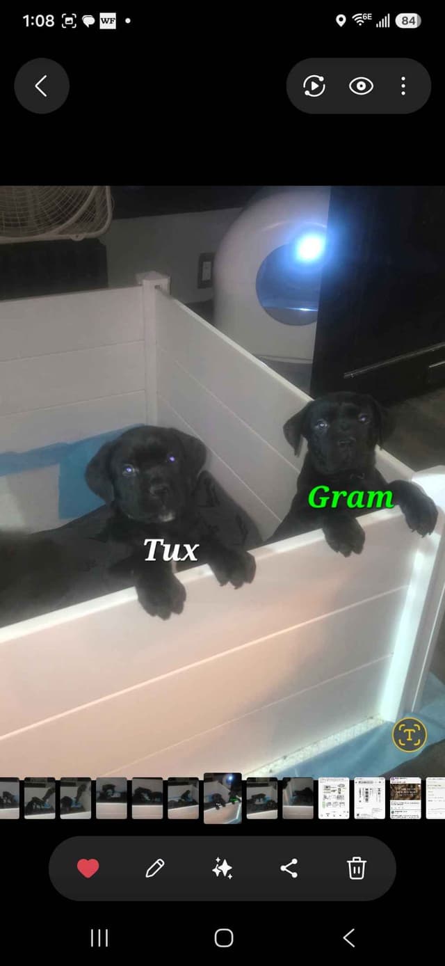 Cane Corso Puppies media 4