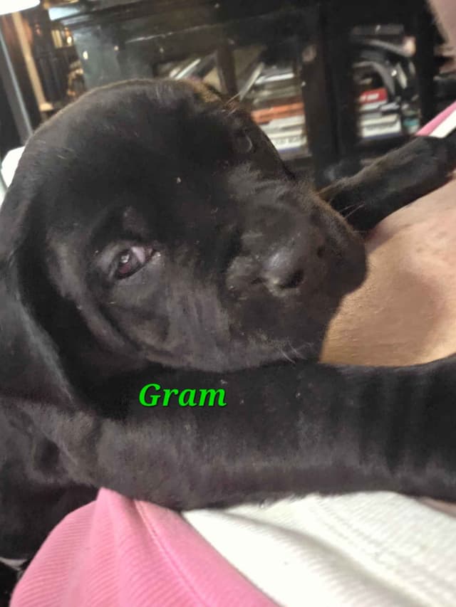 Cane Corso Puppies media 7