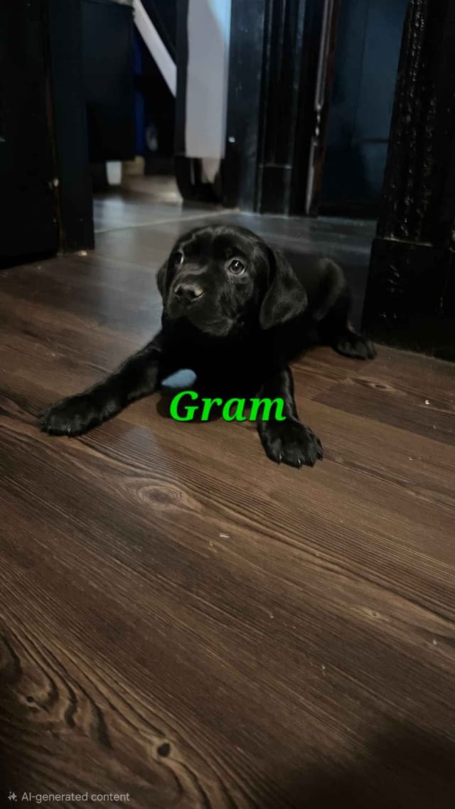 Cane Corso Puppies media 5