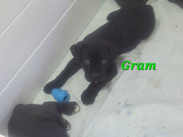 Cane Corso Puppies media 8