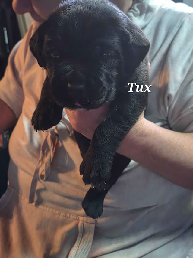 Cane Corso Puppies media 9