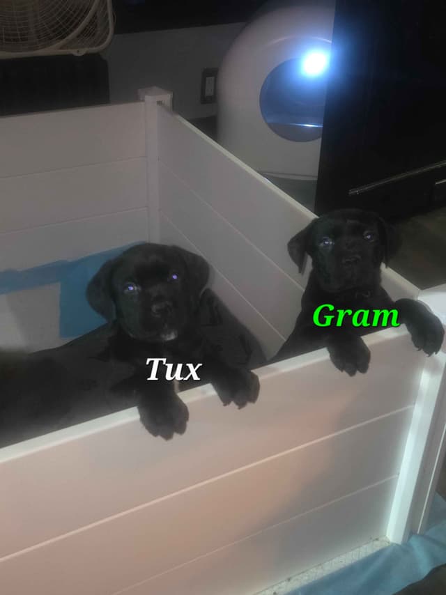 Cane Corso Puppies media 10