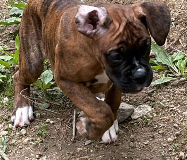 Boxer Puppies- Rosie media 3
