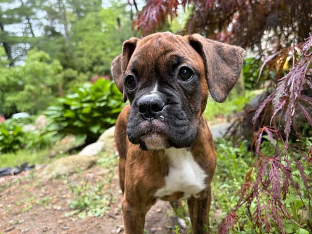 Boxer Puppies- Rosie media 4