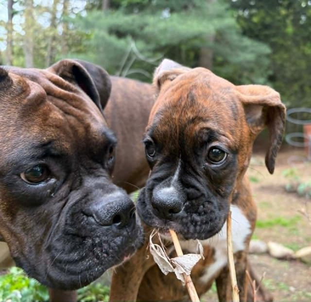 Boxer Puppies- Rosie media 6