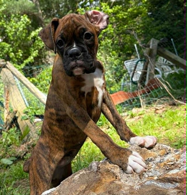 Boxer Puppies- Rosie media 7