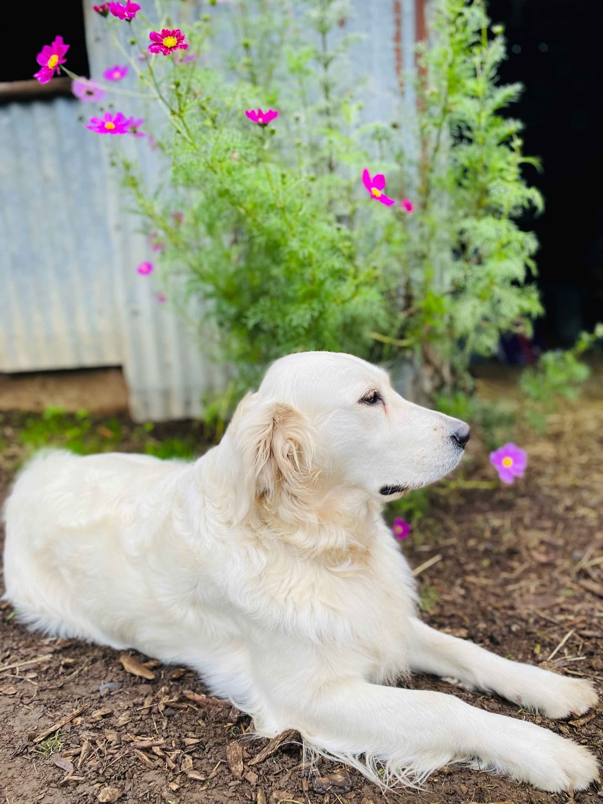 Golden Retriever Puppies: English Cream breeder image 3