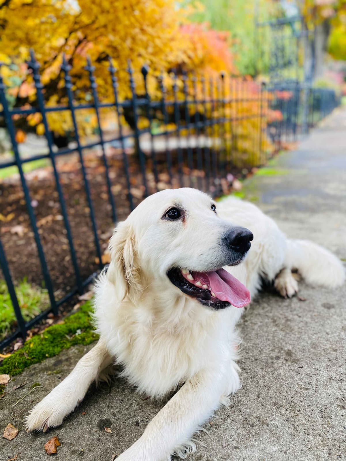 Golden Retriever Puppies: English Cream breeder image 5