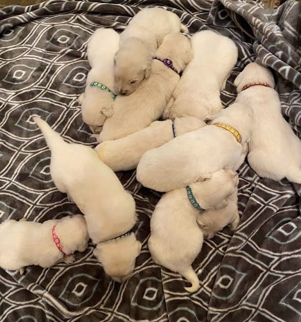 Golden Retriever Puppies: English Cream breeder image 7