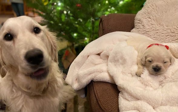 Golden Retriever Puppies: English Cream breeder image 17