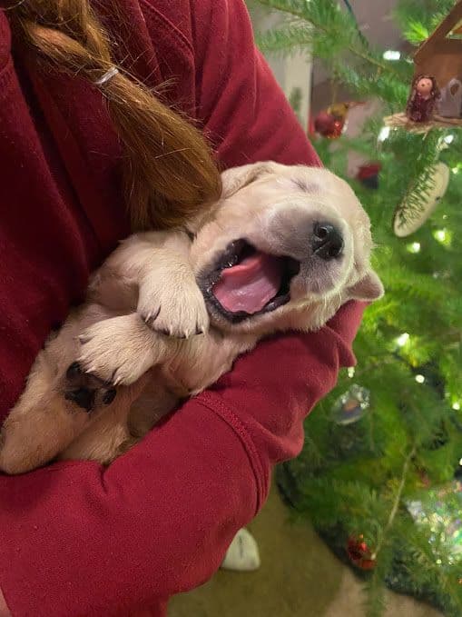 Golden Retriever Puppies: English Cream breeder image 19