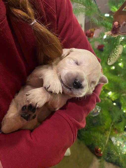 Golden Retriever Puppies: English Cream breeder image 18