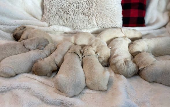 Golden Retriever Puppies: English Cream breeder image 20