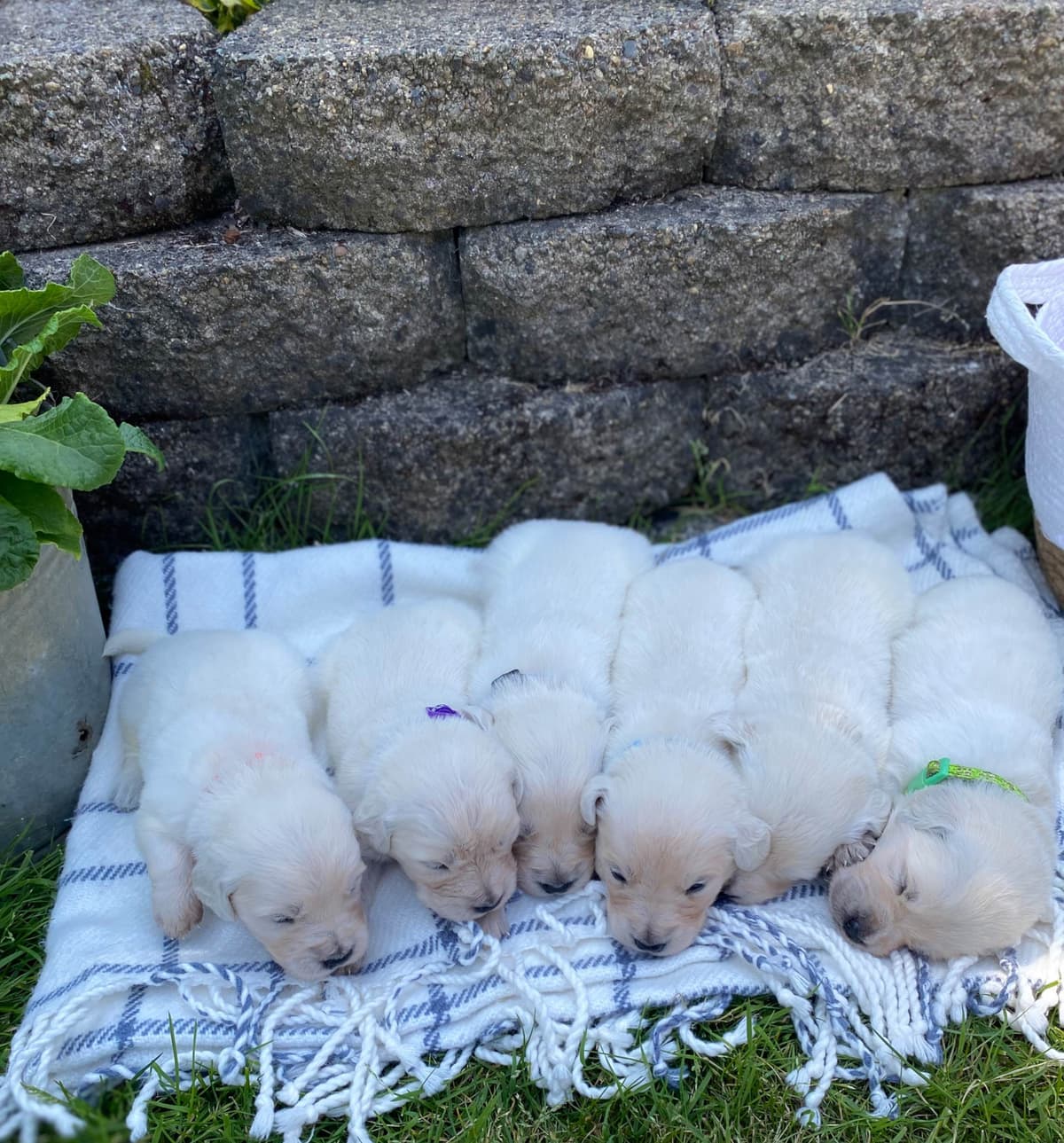 Golden Retriever Puppies: English Cream breeder image 8