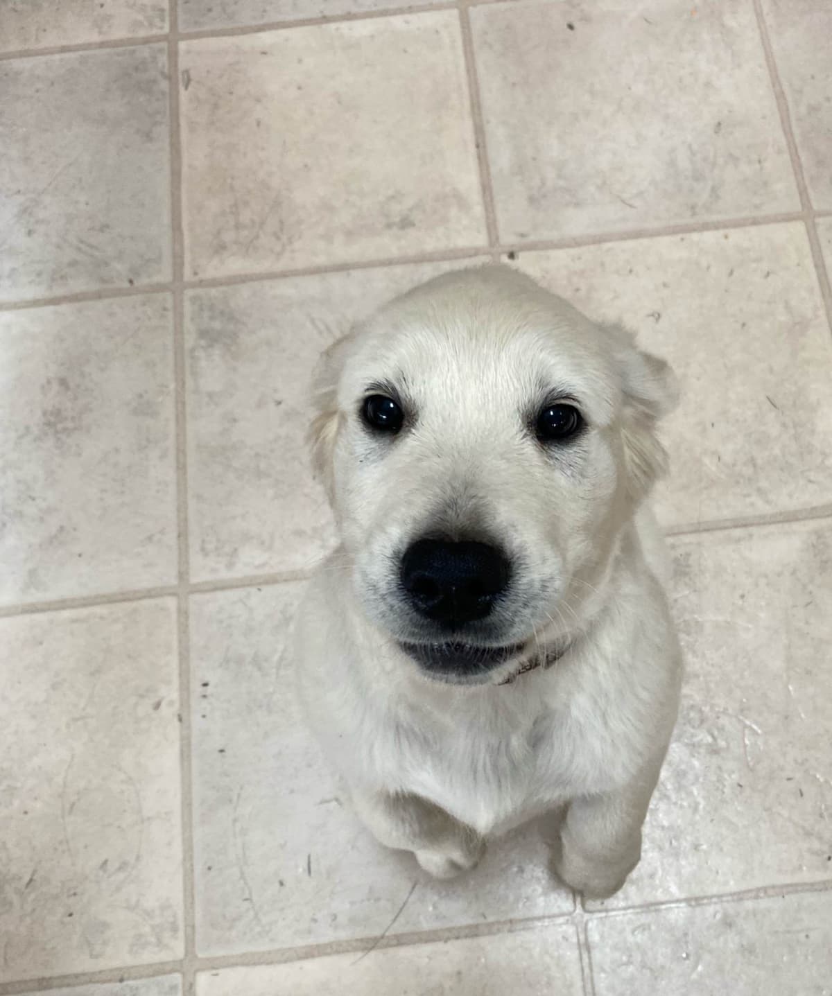 Golden Retriever Puppies: English Cream breeder image 11
