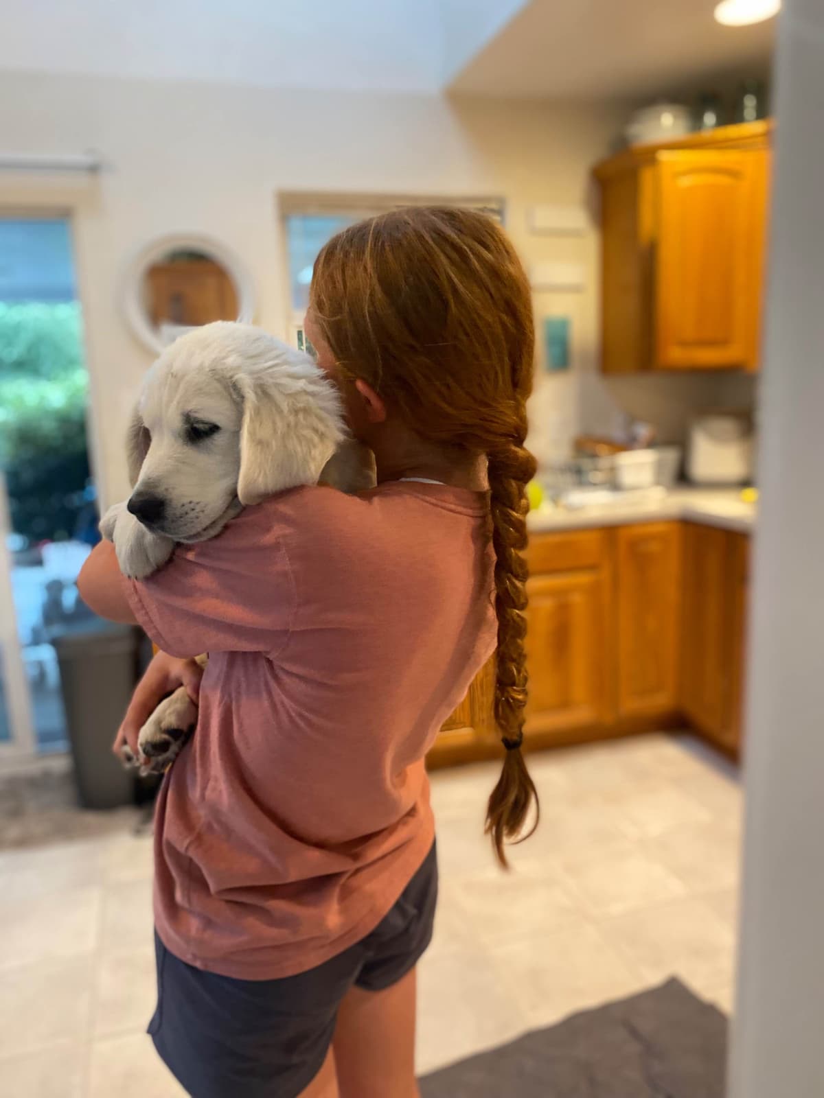 Golden Retriever Puppies: English Cream breeder image 13