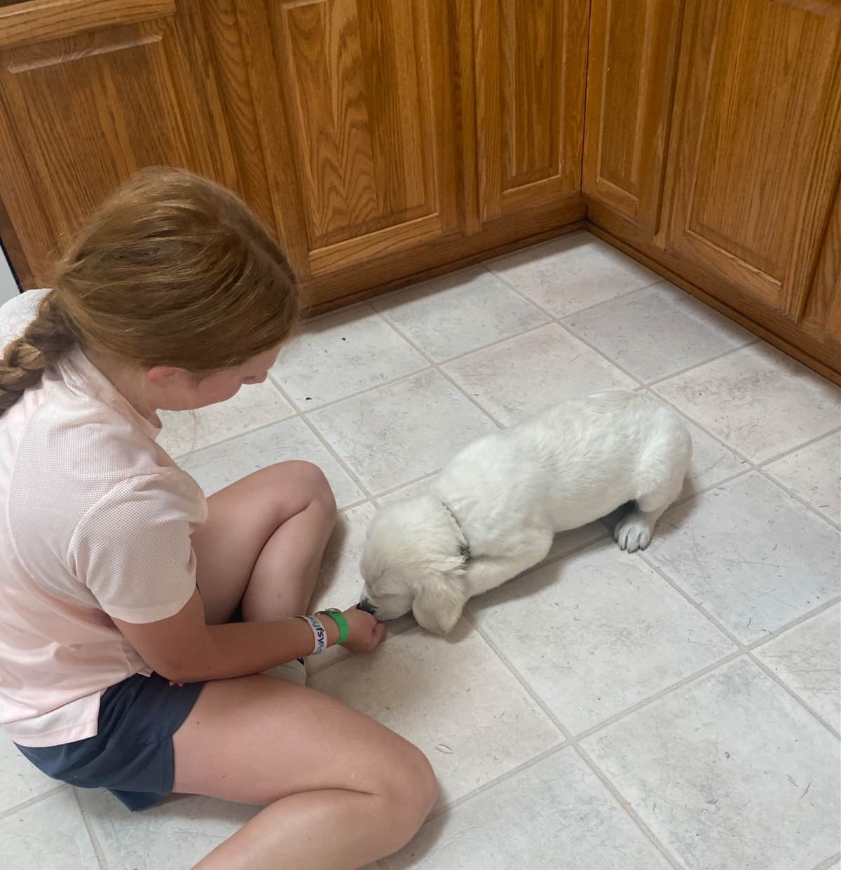 Golden Retriever Puppies: English Cream breeder image 14