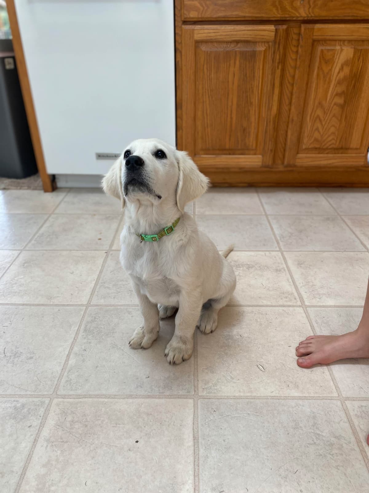 Golden Retriever Puppies: English Cream breeder image 16