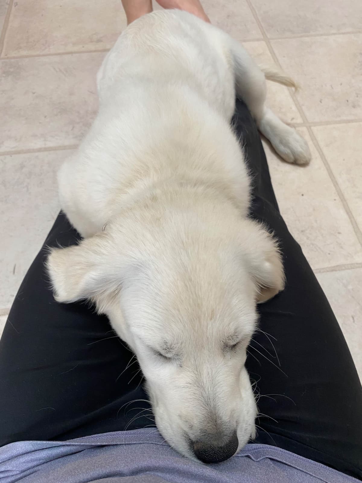 Golden Retriever Puppies: English Cream breeder image 15