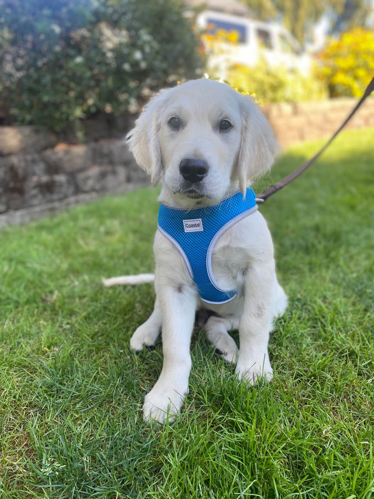 Golden Retriever Puppies: English Cream breeder image 1