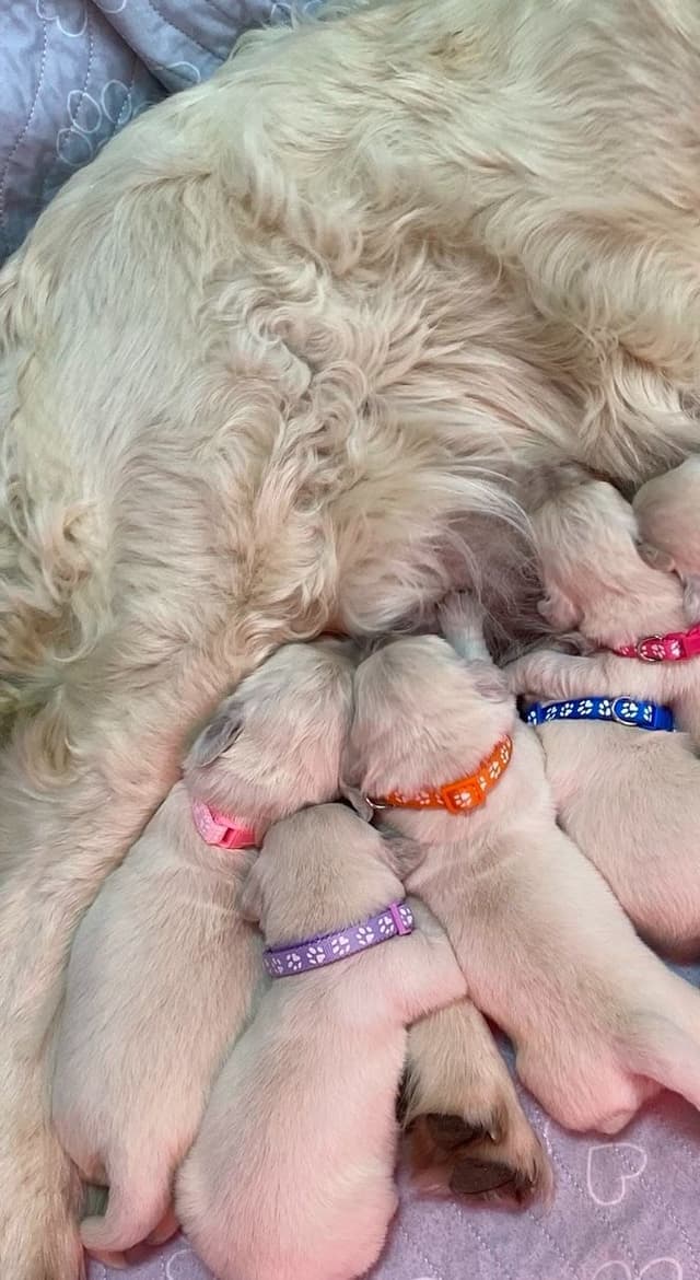 Golden Retriever Puppies: English Cream media 15