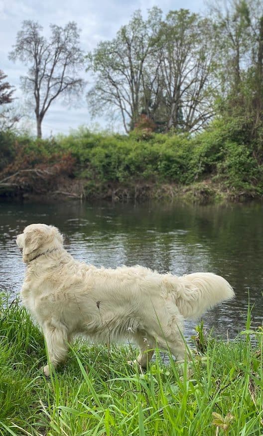 Golden Retriever Puppies: English Cream media 17