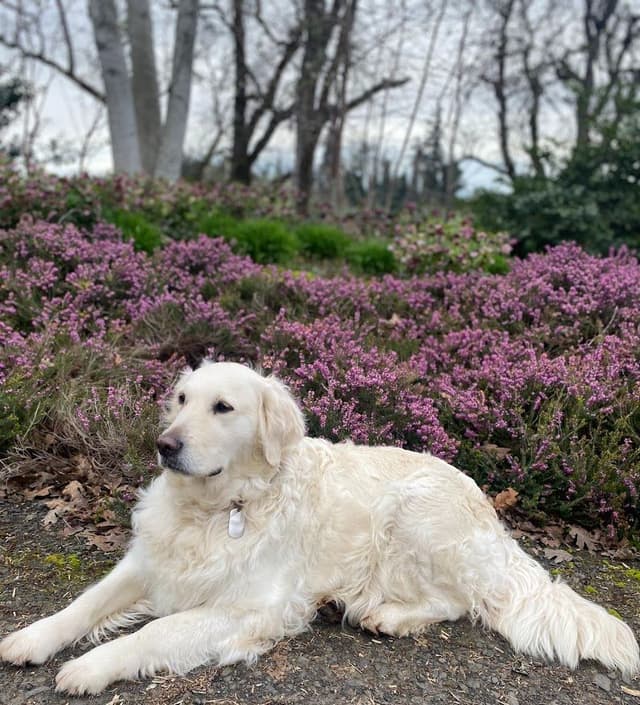 Golden Retriever Puppies: English Cream media 16