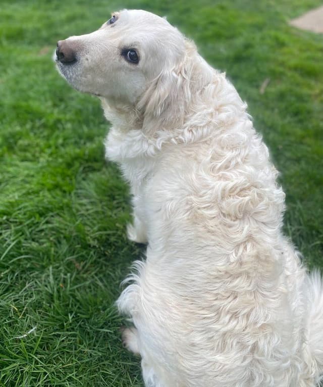 Golden Retriever Puppies: English Cream media 18