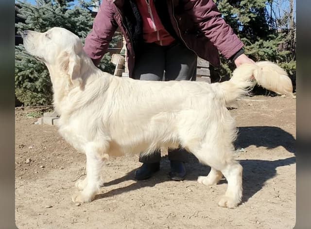 Golden Retriever Puppies: English Cream media 19