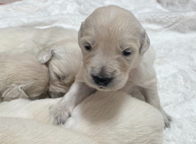 Golden Retriever Puppies: English Cream media 13