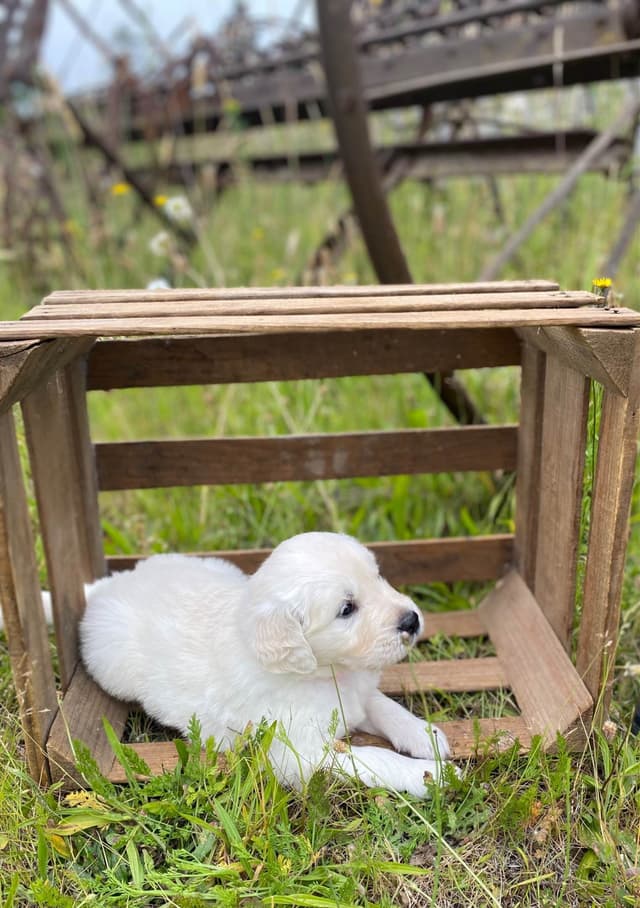Golden Retriever Puppies: English Cream media 4