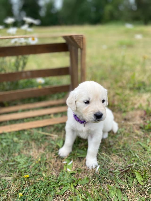 Golden Retriever Puppies: English Cream media 3