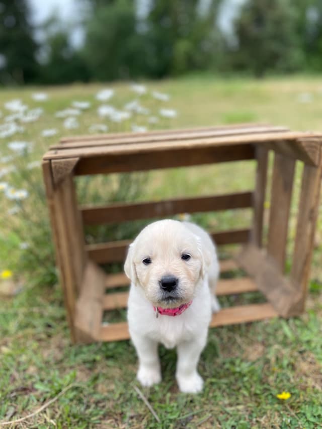 Golden Retriever Puppies: English Cream media 5