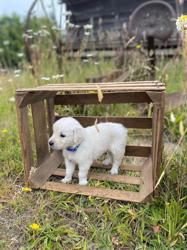 Golden Retriever Puppies: English Cream media 7