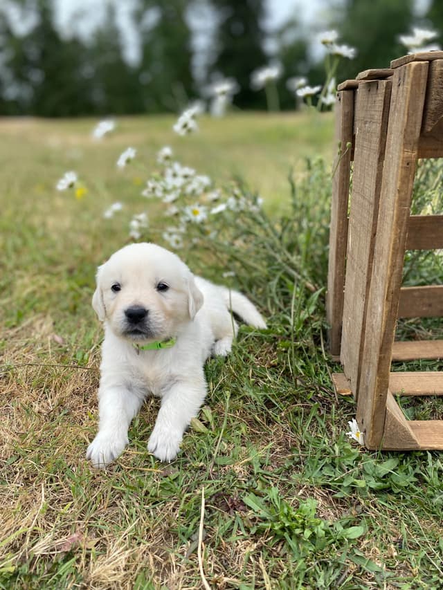 Golden Retriever Puppies: English Cream media 6