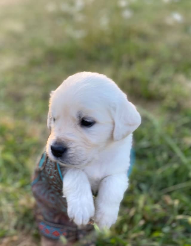 Golden Retriever Puppies: English Cream media 2