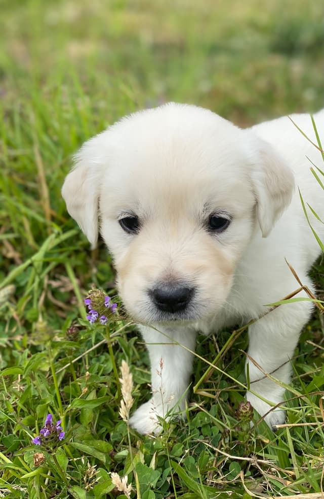 Golden Retriever Puppies: English Cream media 10